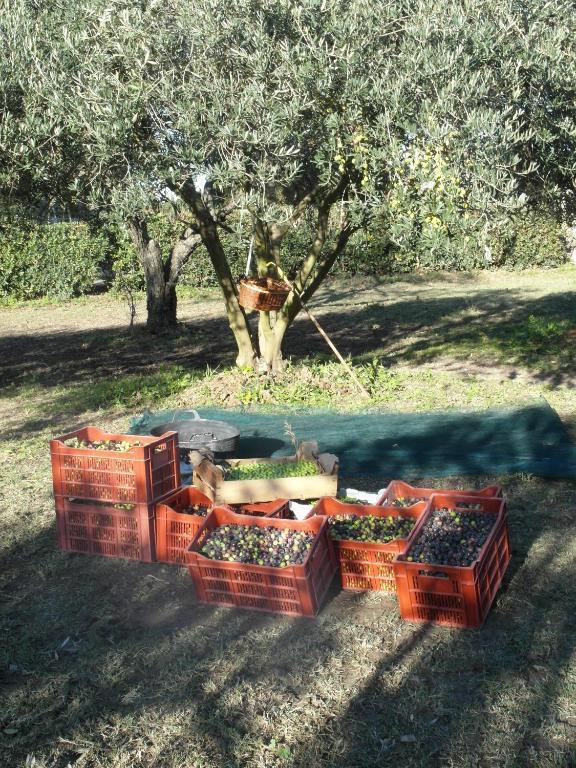 Bed and Breakfast Mas Moineau Mezoargues Экстерьер фото